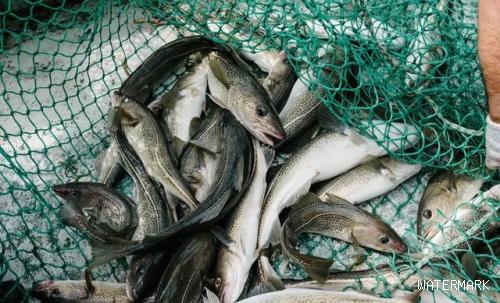 大西洋鱈魚價格多少錢一斤(淡水魚堪比鱈魚)