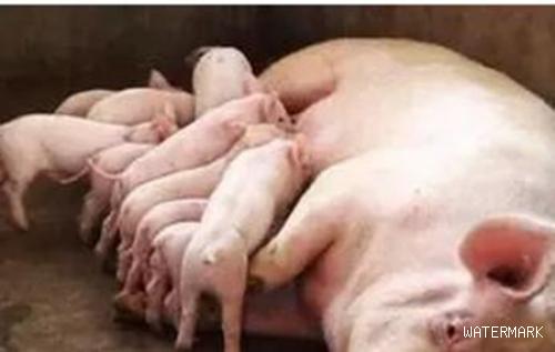 母豬產死胎的原因